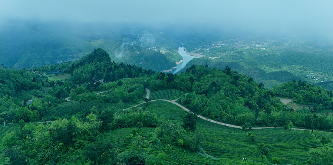 Why Your Next Matcha Should Come From Guizhou, China