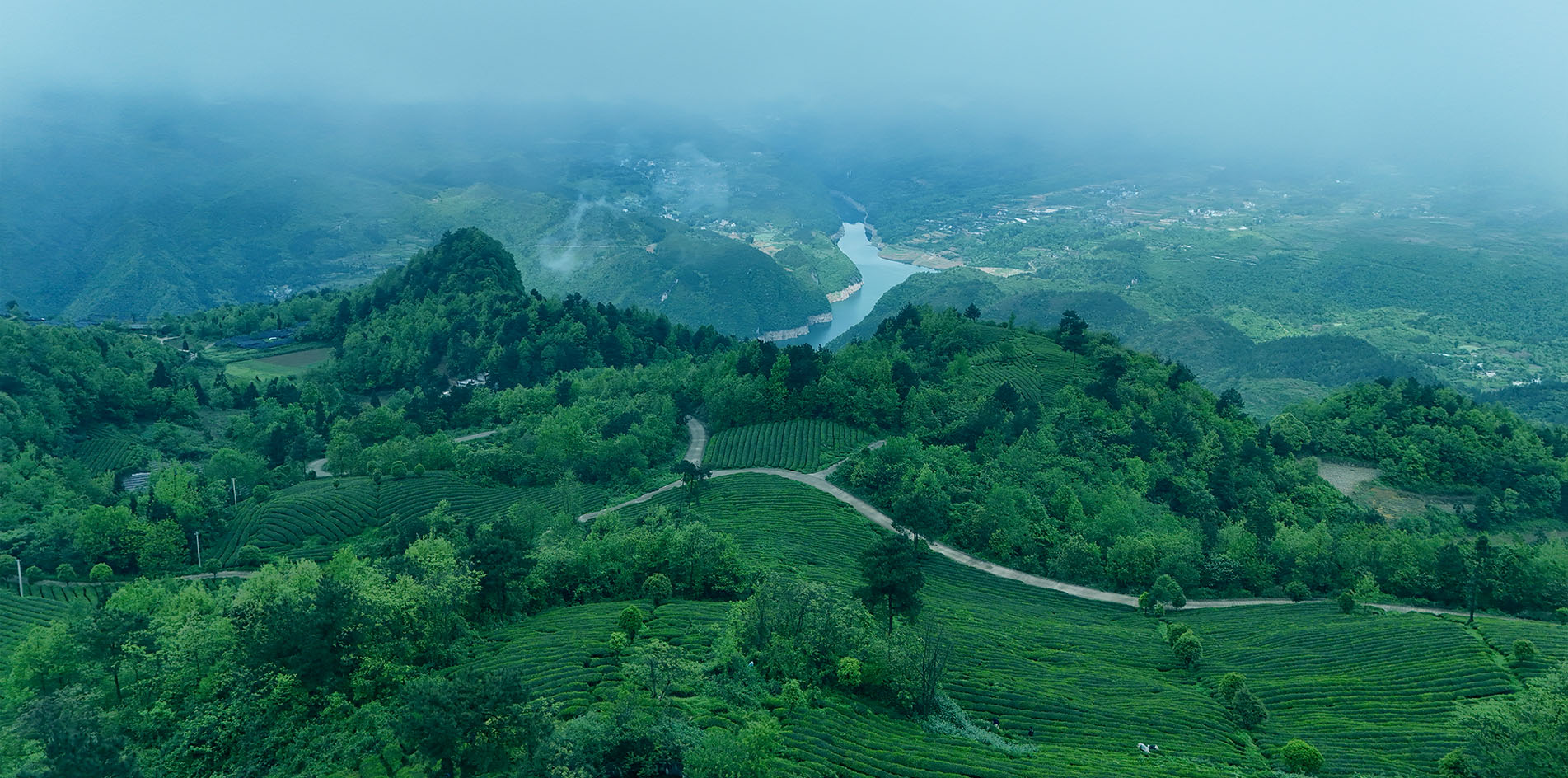 Why Your Next Matcha Should Come From Guizhou, China