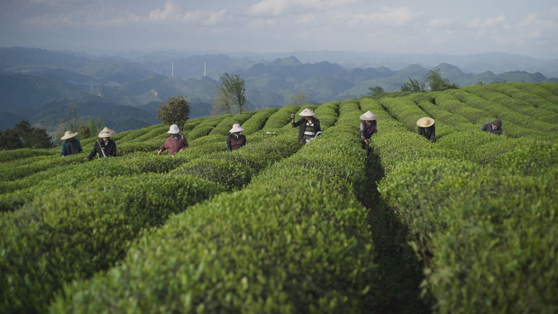 Japanese Matcha vs Chinese Matcha: The Real Difference (And Why Guizhou Changes Everything)
