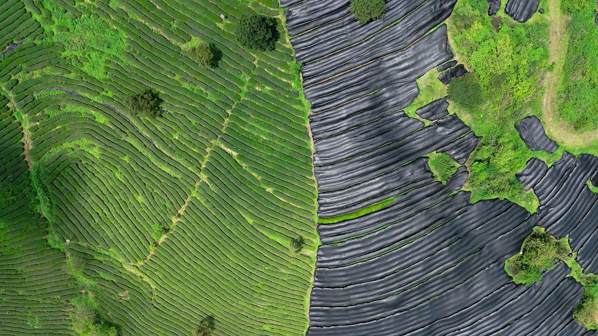 The Many Leaves of Jiangkou: A Guide to Guizhou's Matcha Cultivars
